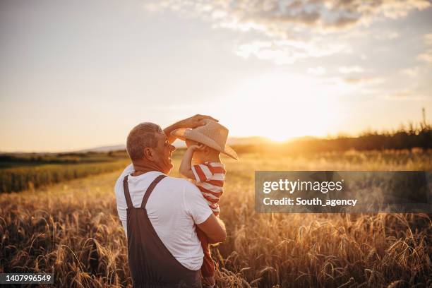 grandfather and his grandson on the wheat field farm during the sunset - rural scene stock pictures, royalty-free photos & images