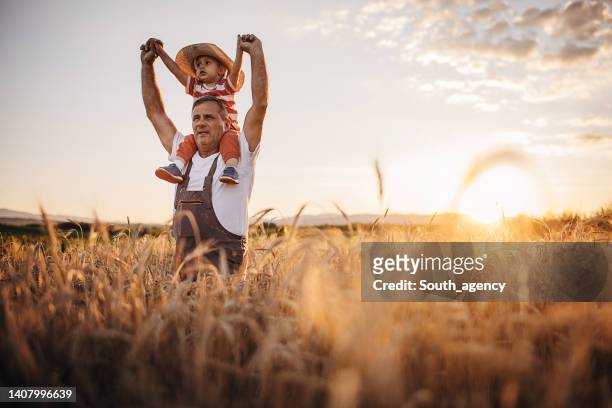 grandfather and his grandson on the wheat field farm during the sunset - child on shoulders stockfoto's en -beelden
