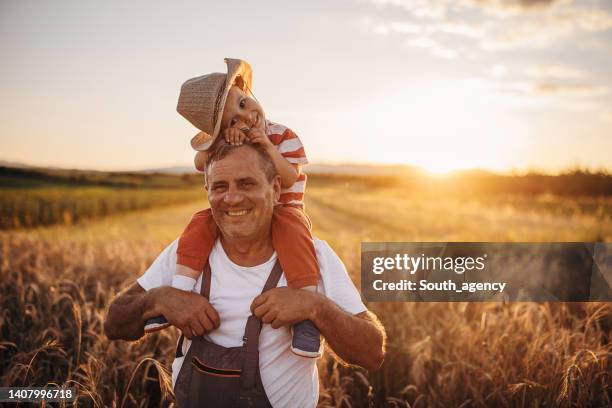grandfather and his grandson on the wheat field farm during the sunset - carrying a person on shoulders stock pictures, royalty-free photos & images