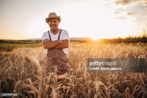 senior farmer on wheat field farm during the sunset - grama de ponta imagens e fotografias de stock