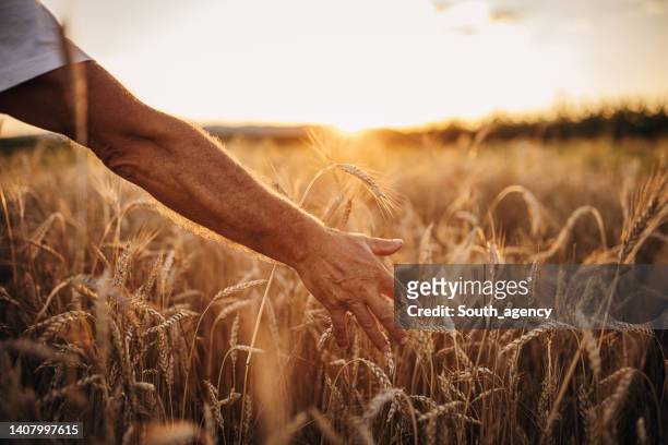 de cerca en el brazo del anciano toque trigo en el campo de trigo durante la puesta de sol - trigo fotografías e imágenes de stock