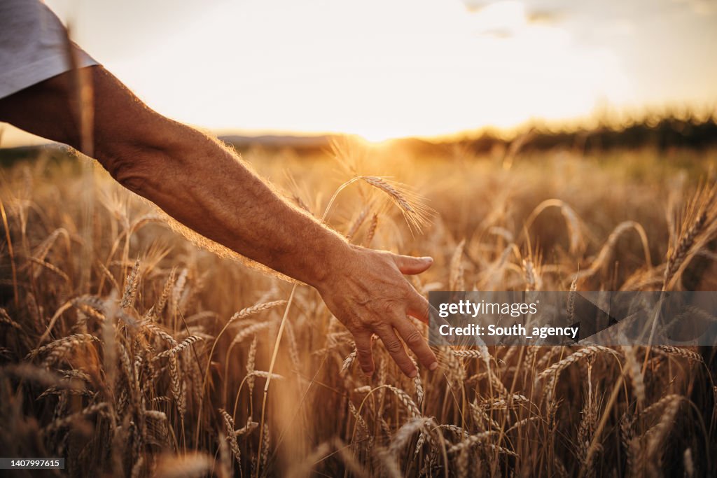 Close up on the senior man's arm touch wheat on the wheat field during the sunset