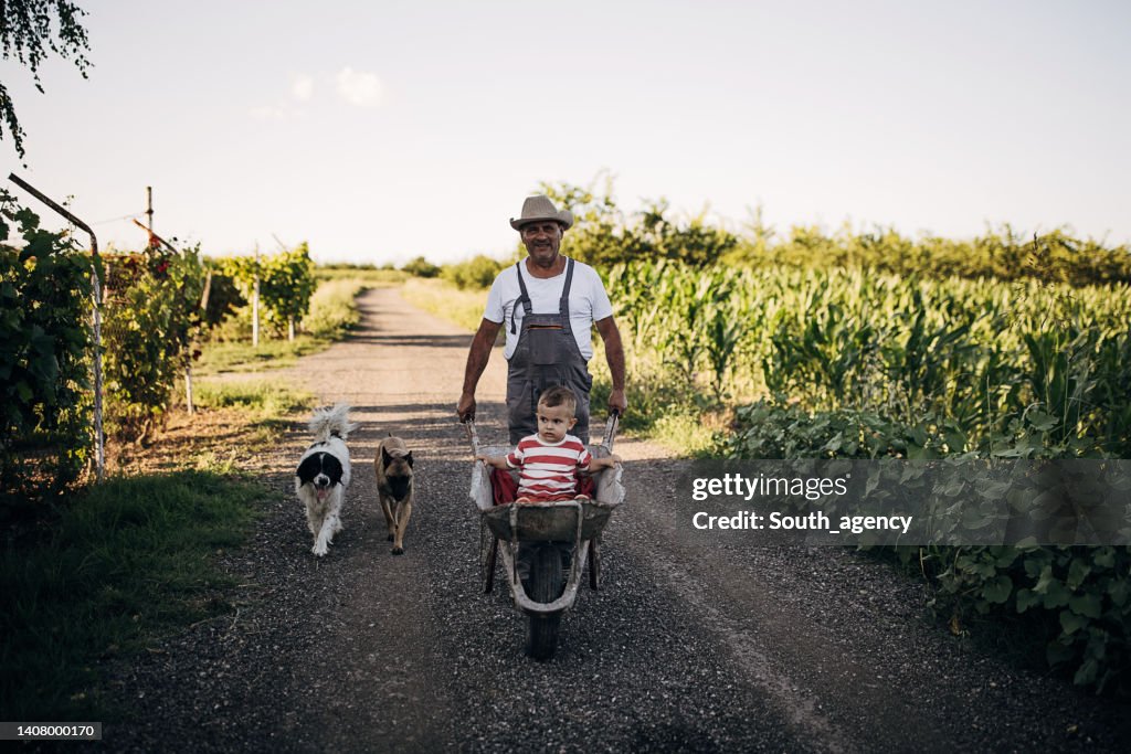 Senior grandfather riding his grandson in the wheelbarrow on the agricultural farm
