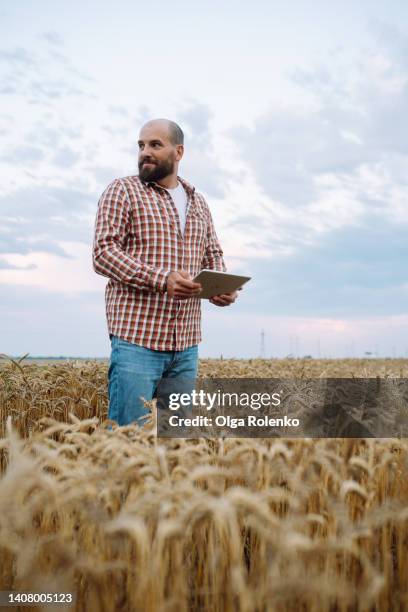 farmer with digital tablet inspecting wheat field - actividad agropecuaria fotografías e imágenes de stock