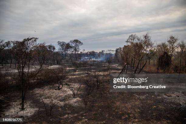 burnt trees in the landscape - pantanal wetlands stock-fotos und bilder