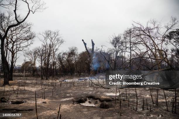 burnt trees in the landscape - quemar fotografías e imágenes de stock