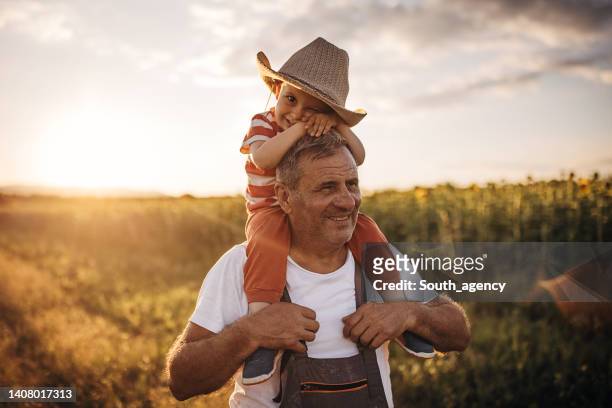 senior farmer carrying his grandson on the shoulders and having fun on the wheat field farm - farm family stockfoto's en -beelden