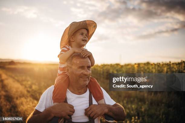 älterer bauer, der seinen enkel auf den schultern trägt und spaß auf der weizenfeldfarm hat - großvater stock-fotos und bilder