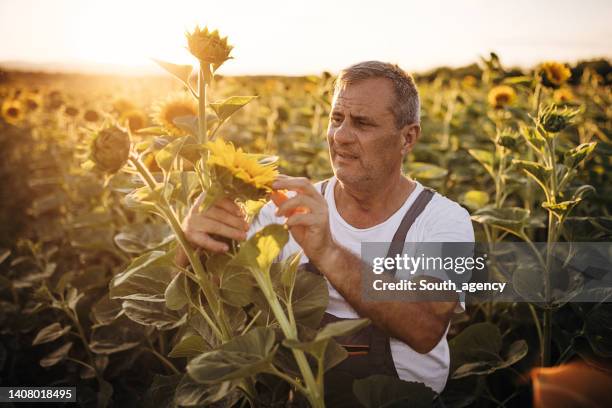 agricultor senior examinando cultivos de girasol en la granja - actividad agropecuaria fotografías e imágenes de stock