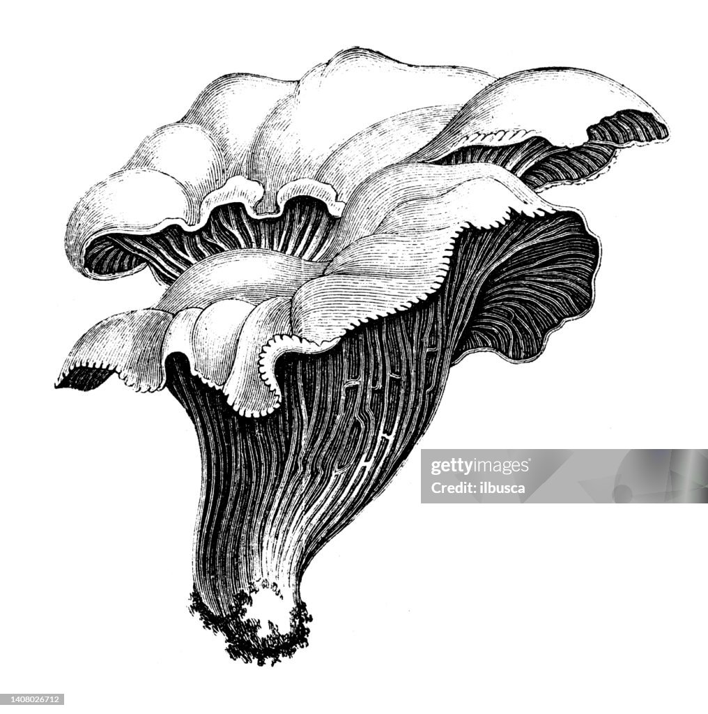 Antique engraving illustration: Cantharellus cibarius, golden chanterelle