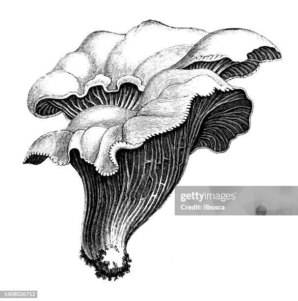 antique engraving illustration: cantharellus cibarius, golden chanterelle - chanterelle stock illustrations