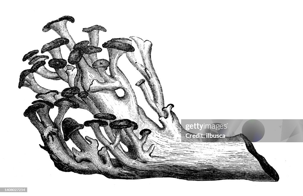 Antique engraving illustration: Polyporus umbellatus, lumpy bracket, umbrella polypore