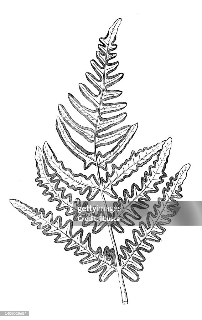 Antique engraving illustration: Pteridium aquilinum, bracken, eagle fern