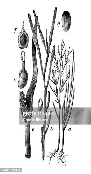 antique engraving illustration: zostera marina, eel grass, seawrack - eel grass stock illustrations