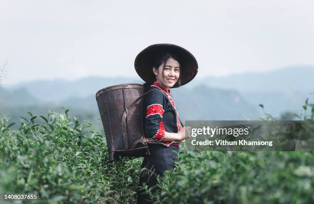 asian women harvest fresh tea leaves in tea farm. - green tea plantation leaves stock-fotos und bilder