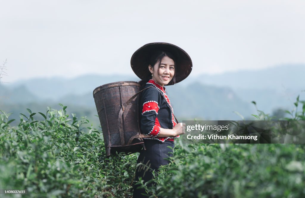 Asian women harvest fresh tea leaves in tea farm.