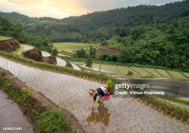 asian women and rice field farm - terraced field stock pictures, royalty-free photos & images