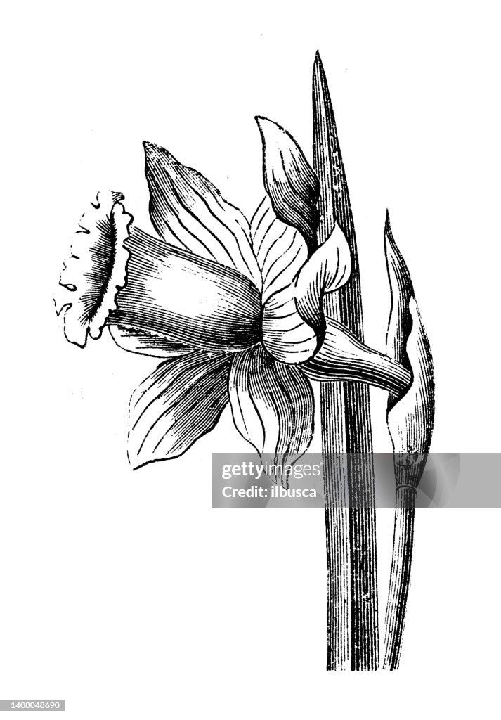 Antique engraving illustration: Narcissus pseudonarcissus, wild daffodil, Lent lily