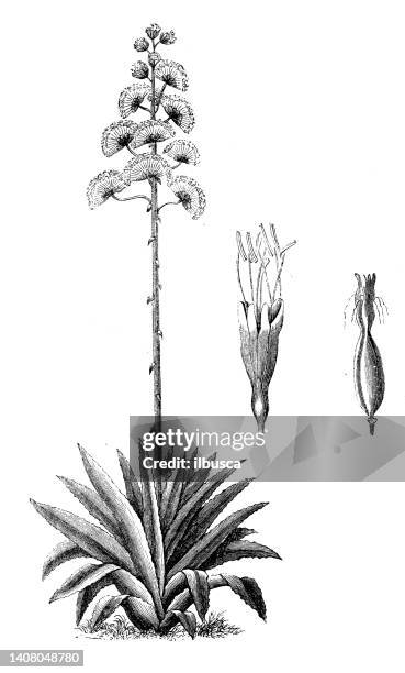 antique engraving illustration: agave americana, century plant, maguey, american aloe - agave stock illustrations