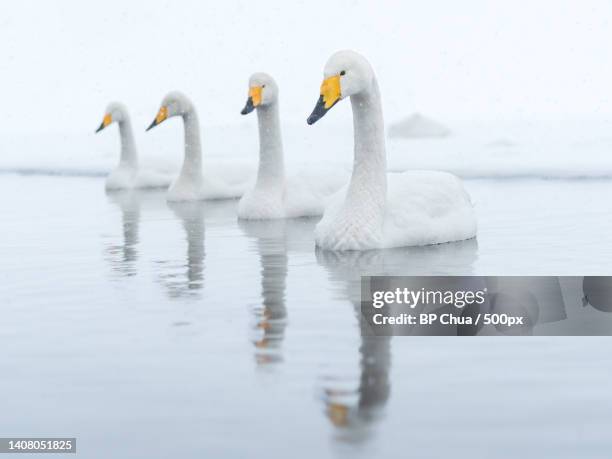 flock of white swans swimming in a lake during winter,japan - whooper swan stock-fotos und bilder