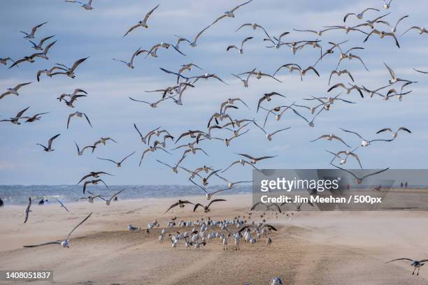 scenic view of birds flying over sea against sky,bethany beach,delaware,united states,usa - bethany beach stock pictures, royalty-free photos & images