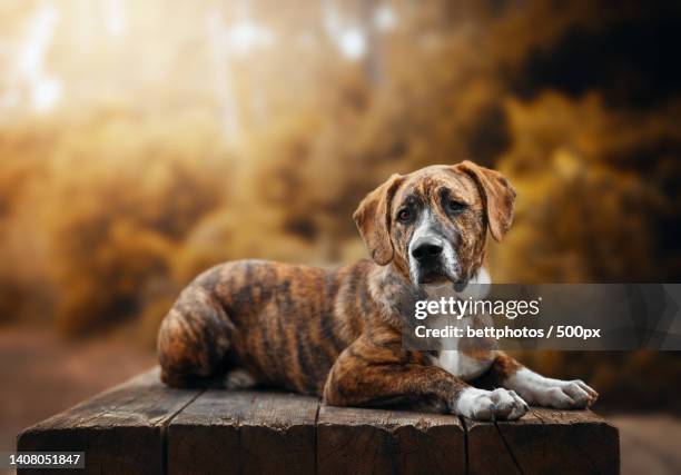 cute mastiff dog lying down on wooden table in park during sunset - brindle stock pictures, royalty-free photos & images