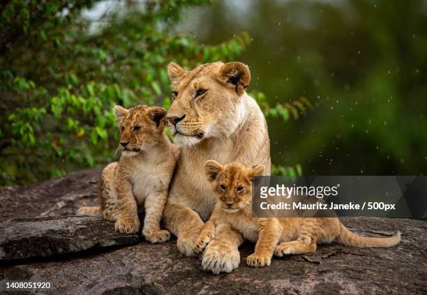 close-up portrait of a lioness and its cubs resting on rock during rain in forest,talek,kenya - lion cub stock pictures, royalty-free photos & images