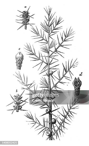 antique engraving illustration: juniperus communis, juniper - juniperus communis stock illustrations