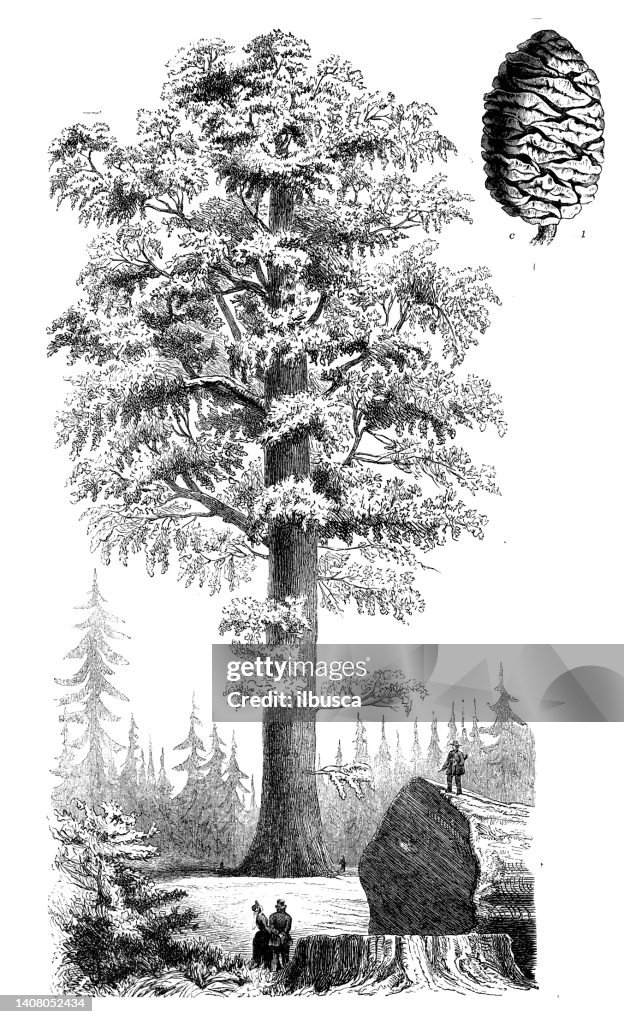 Antique engraving illustration: Sequoiadendron giganteum, giant sequoia, Wellingtonia