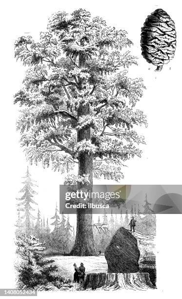 Antique Engraving Illustration Sequoiadendron Giganteum Giant Sequoia Wellingtonia High-Res Vector Graphic