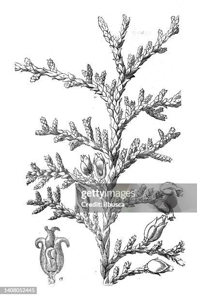 ilustrações, clipart, desenhos animados e ícones de ilustração de gravura antiga: platycladus orientalis, thuja chinês, arborvitae - cedro vermelho do oeste