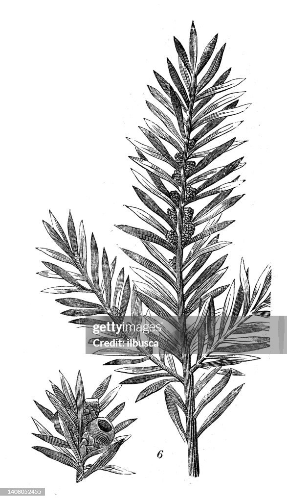 Antique engraving illustration: Taxus baccata, yew