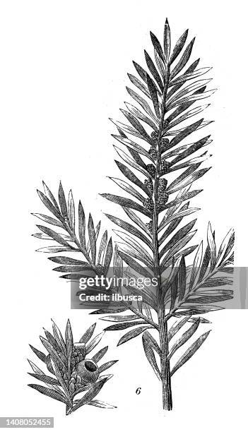 antique engraving illustration: taxus baccata, yew - yew tree stock illustrations