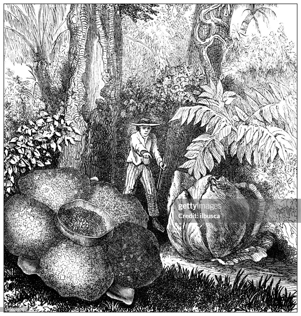 Antique engraving illustration: Rafflesia Arnoldi