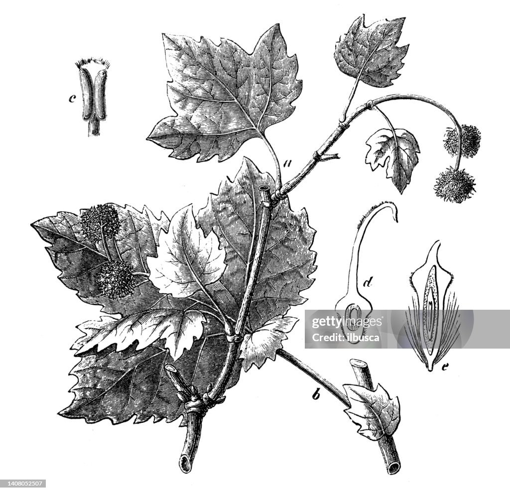 Antique engraving illustration: Platanus occidentalis, American sycamore, western plane