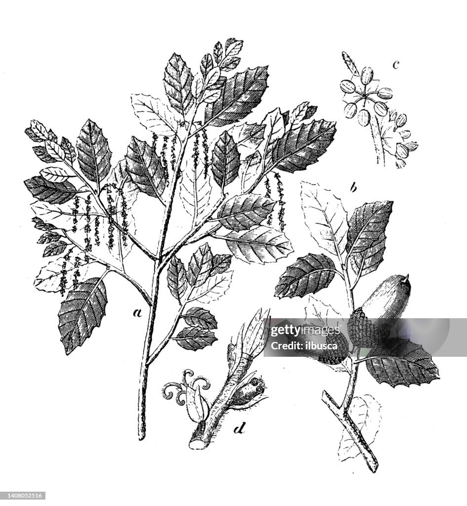 Antique engraving illustration: Quercus suber, cork oak
