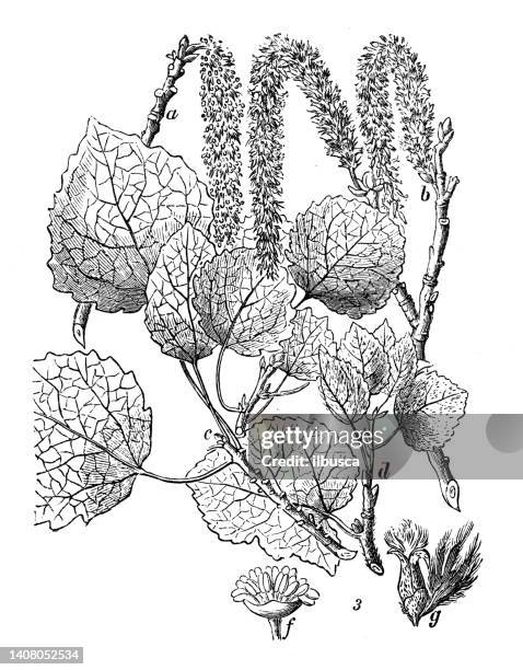 antique engraving illustration: populus tremula, aspen - aspen tree illustration stock illustrations