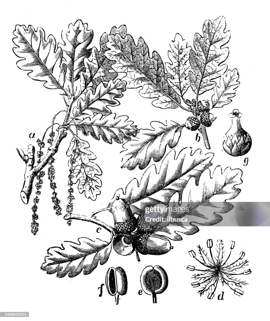 Antique engraving illustration: Quercus petraea, sessile oak