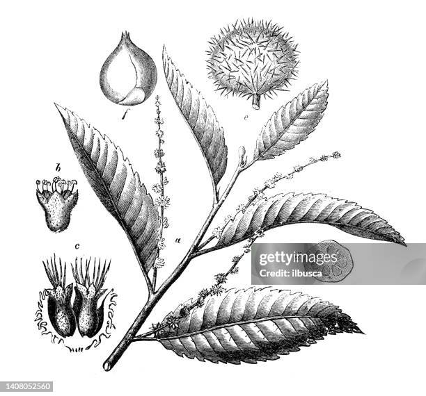 illustrations, cliparts, dessins animés et icônes de gravure ancienne illustration : castanea sativa, châtaignier - châtaigne