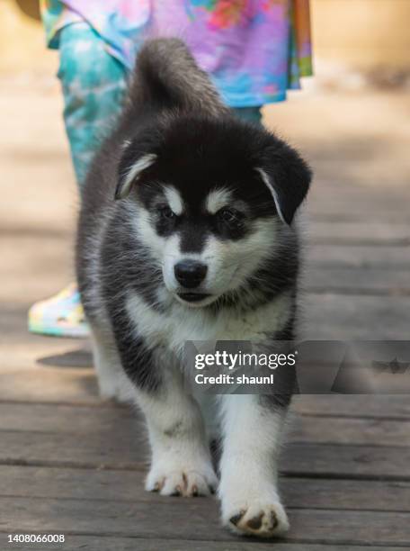 alaskan malamute welpen - malamute stock-fotos und bilder