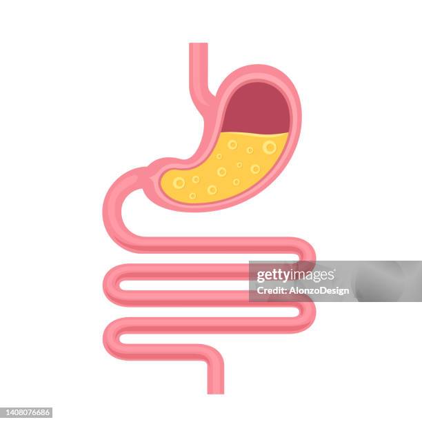 anatomie des menschlichen magens. magen-darm-trakt und verdauungssystem. - human-digestive-system-diagram stock-grafiken, -clipart, -cartoons und -symbole