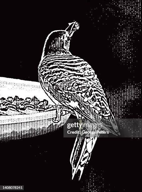 red bellied woodpecker - red bellied woodpecker stock illustrations