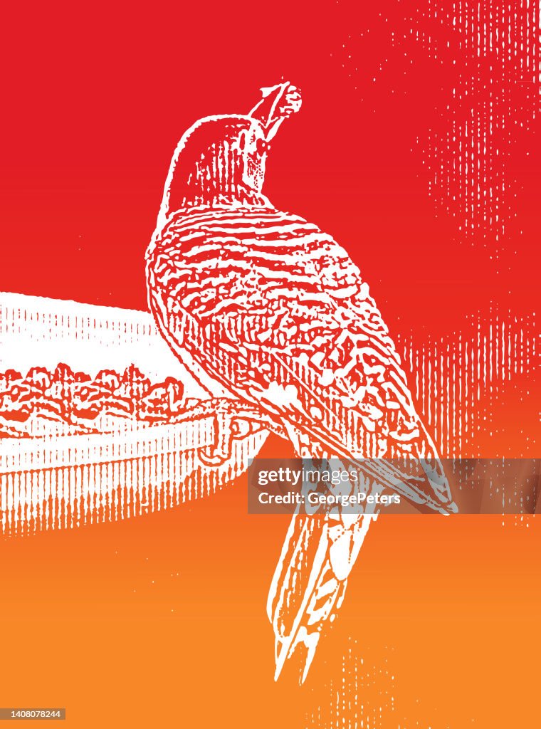 Red Bellied Woodpecker