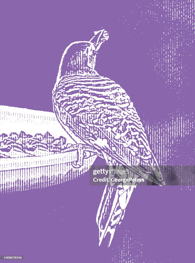 Red Bellied Woodpecker