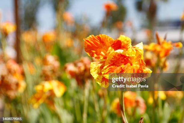 coloured iris flowers blooming in garden - bearded iris stock pictures, royalty-free photos & images