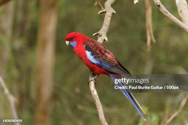 crimson rosella bird sitting on a eucalyptus tree branch - rosella carmesí fotografías e imágenes de stock