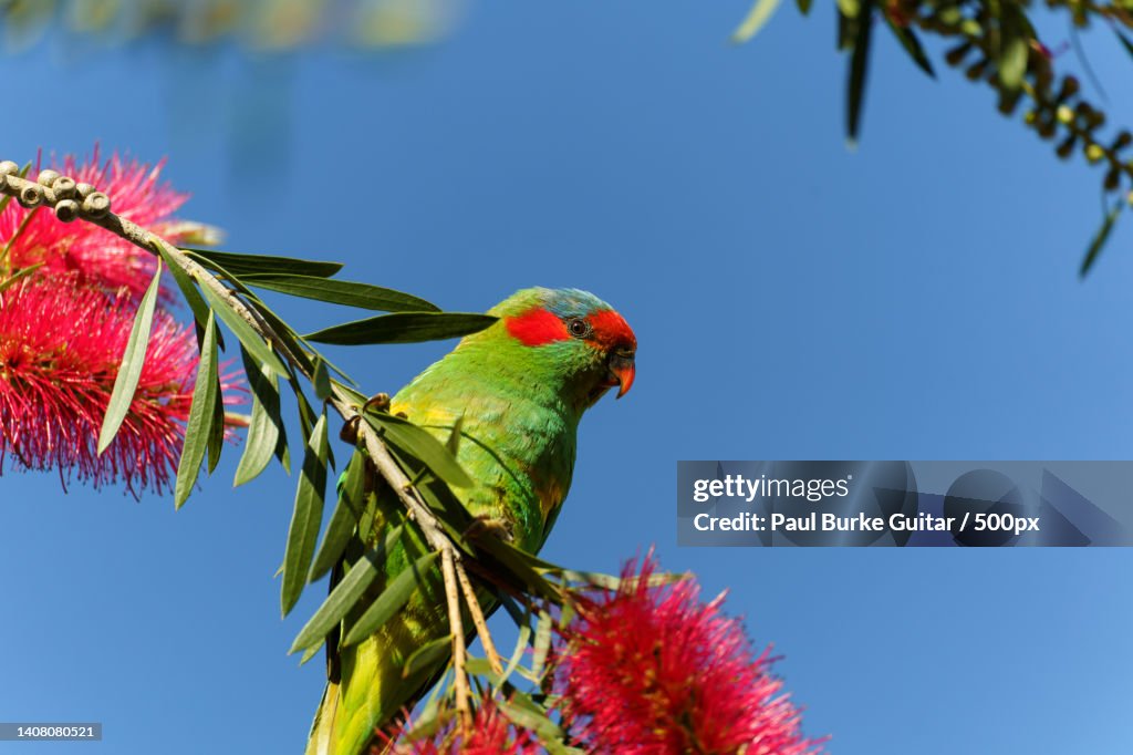 Musk Lorikeet feeding on a red bottlebrush flower
