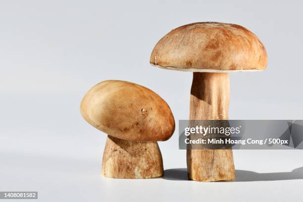summer cep cpe dt steinpilz boletus reticulatus boletus aestivalis - boletus reticulatus stock pictures, royalty-free photos & images