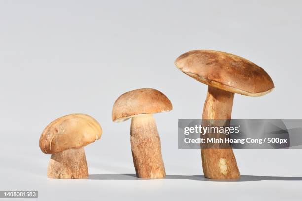 porcini mushroom cpe dt steinpilz boletus reticulatus boletus aestivalis - porcini mushroom stock pictures, royalty-free photos & images