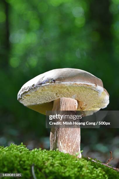 porcini mushroom cpe dt steinpilz boletus reticulatus boletus aestivalis - boletus reticulatus stock pictures, royalty-free photos & images